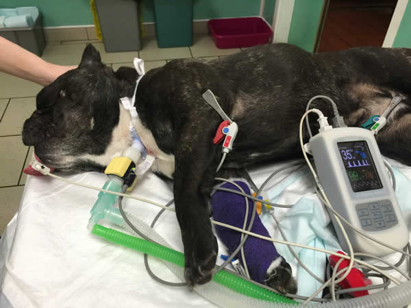 boxer dog under anaesthetic