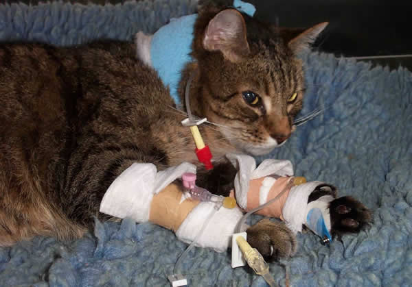 cat in hospital with drips