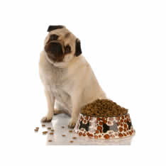 pug and large amount dog food
