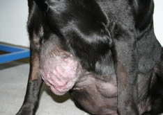 tumour dog