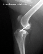 x ray of bone dog andrew miller and associates