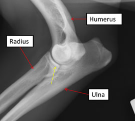 Elbow Dysplasia x-ray dog Andrew Miller Scotland