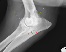 Elbow Dysplasia x-ray dog Andrew Miller Scotland